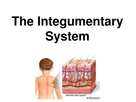 PPT - The Integumentary System PowerPoint Presentation, free download ...