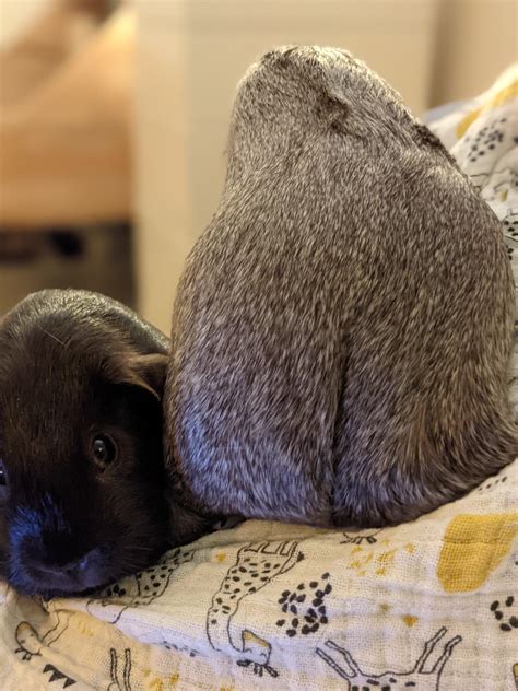 My agouti has the biggest butt crack | Scrolller