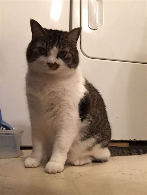 Pin by bonnie on flerkin | Animals, Cats
