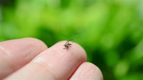 Pernilongo Preto E Branco - Saiba as diferenças entre o Aedes aegypti e o pernilongo doméstico