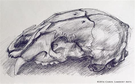 Animal Skeleton Drawing at PaintingValley.com | Explore collection of ...