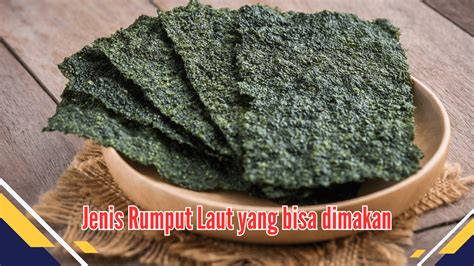 Temukan Ragam Jenis Rumput Laut yang bisa Dikonsumsi - bertanam.com