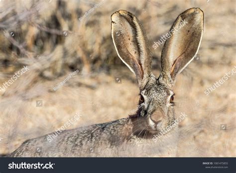 Desert Jackrabbit: Over 309 Royalty-Free Licensable Stock Photos | Shutterstock