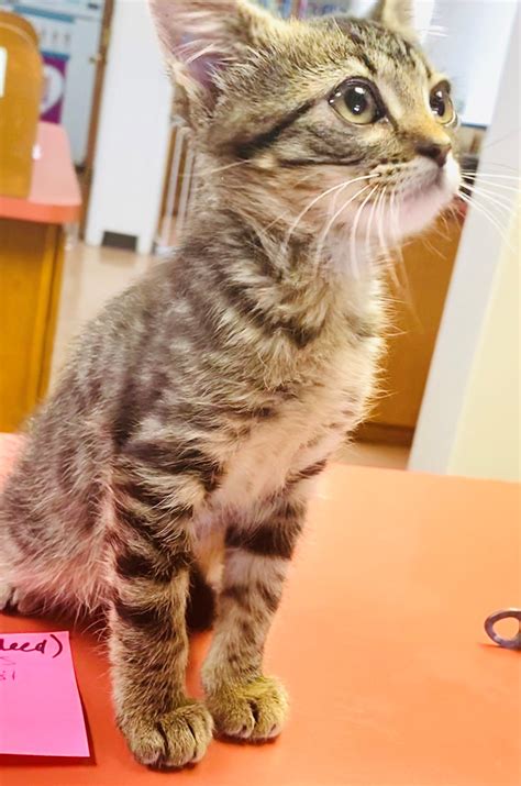 south valley animal hospital 4