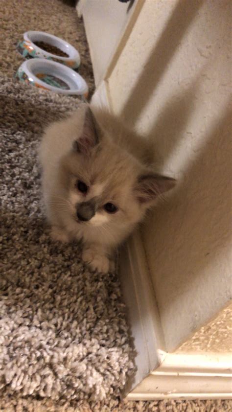Anybody have an estimate on the breed / age of my kitten ? He has a