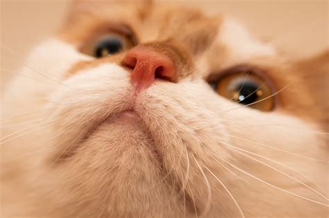 Нос котика - картинки и фото koshka.top
