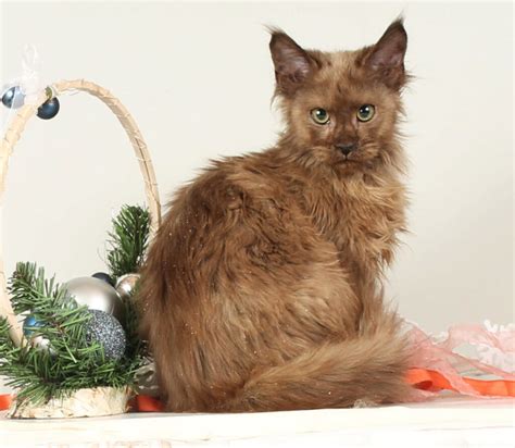 Котята > www.cats-xo.ru