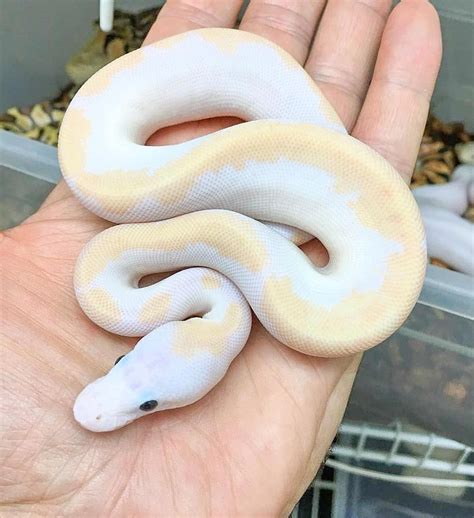 What Are The Friendliest Pet Snakes - Petspare