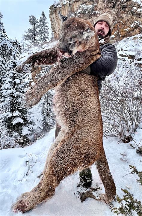 New Record Mountain Lion