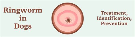 Understanding and Managing Ringworm in Dogs and Cats