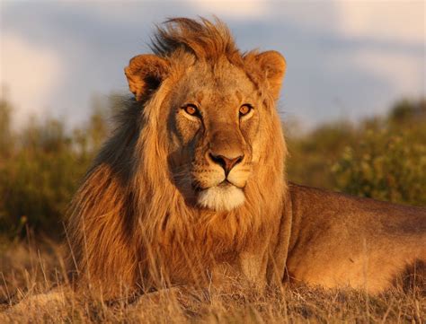 LOS ANIMALES SALVAJES Y SUS CAPACIDADES Flashcards | Memorang