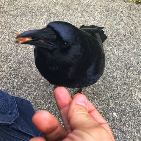 Met a local celebrity today : r/vancouver