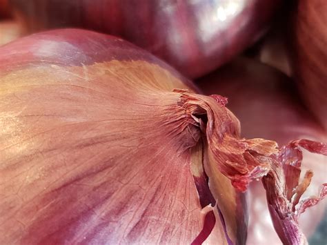 Onion Top Close Free Stock Photo - Public Domain Pictures