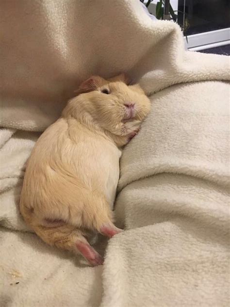Pin by L.letoo :3 on Свиночки | Cute guinea pigs, Guinea pigs, Baby ...