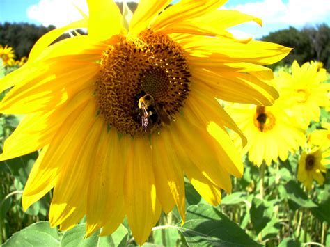 Bee on the Sunflower | ClipPix ETC: Educational Photos for Students and Teachers