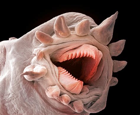 Deze worm is een heuse predator | de Volkskrant