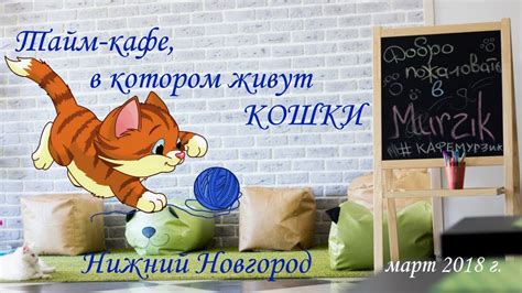 КОТОКАФЕ "МУРЗИК" Нижний Новгород - чудесное местечко для семейного ...