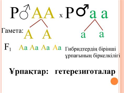 Моногибридті будандастыру. Гибридологиялық зерттеу әдісі - презентация ...