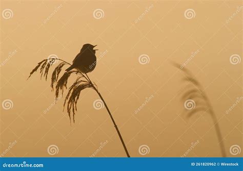 Silhouette of a Bird at Sunset Stock Photo - Image of wildlife, light ...