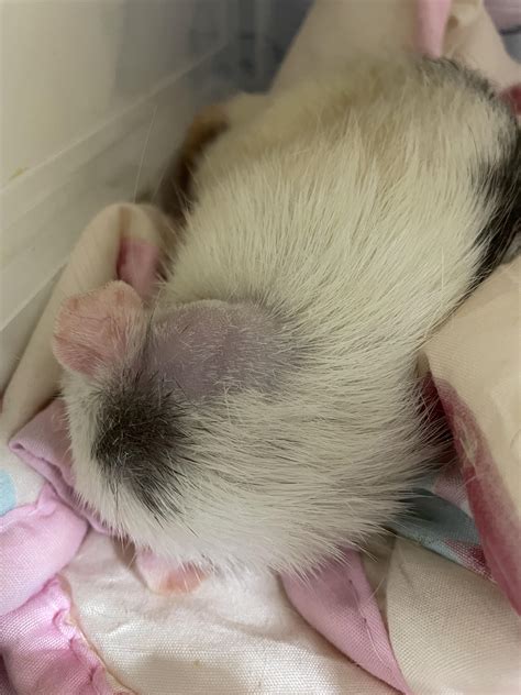 Overnight lump at the back of the ear, what is it?? | Scrolller