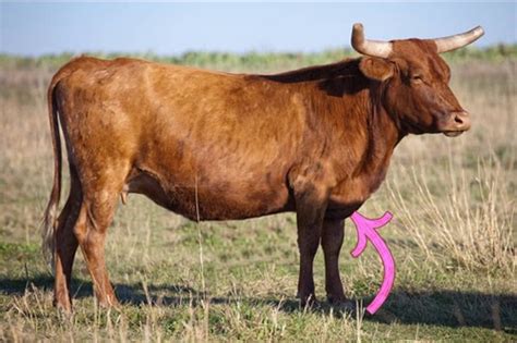 chapter 4 bovine Flashcards | Quizlet