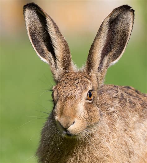 Russ Telfer Wildlife Photography: Brown Hare Leverets