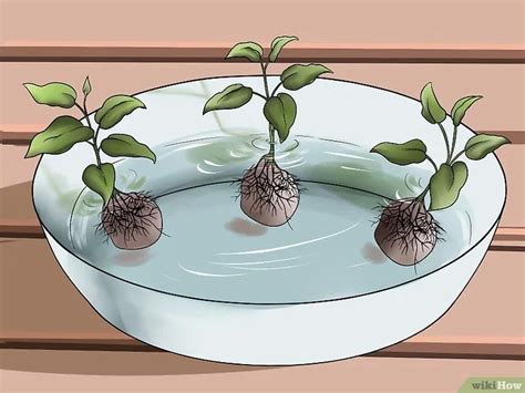 Как выращивать клематис в горшках - wikiHow