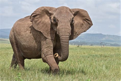 big animal