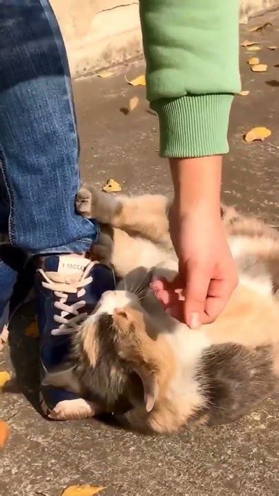 #позови #кота #ссобой #котофей - YouTube