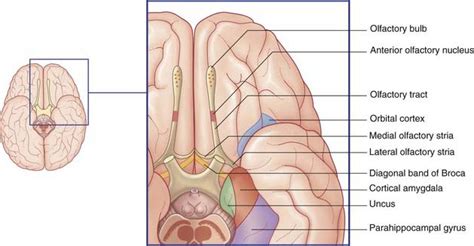 Olfactory and limbic systems | Neupsy Key
