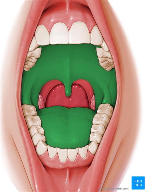 oral cavity proper