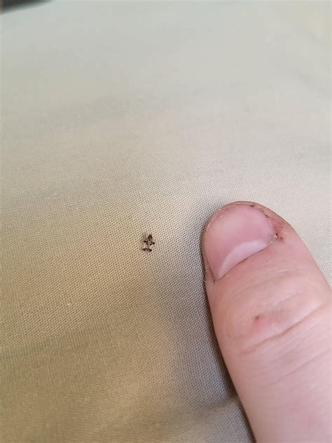 Lil bug dudes? : r/bugidentification
