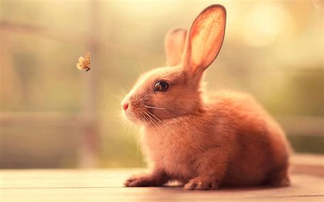 bunnies wallpapers  hd backgrounds  wallpaperbat