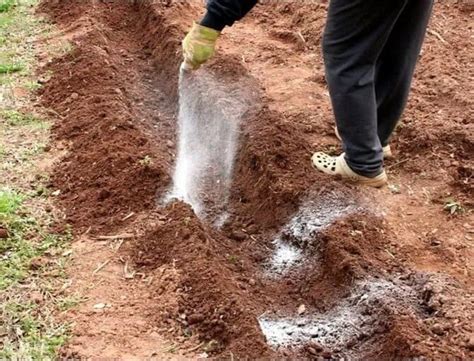 Что класть в лунку при посадке картофеля, какие удобрения можно добавить