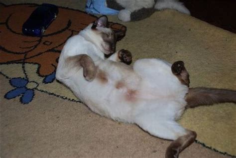 Amazing Cat Transformations