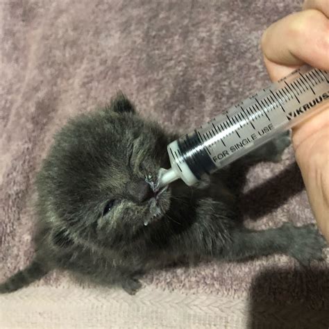 Experiences fostering neonatal kittens - Random Insanity