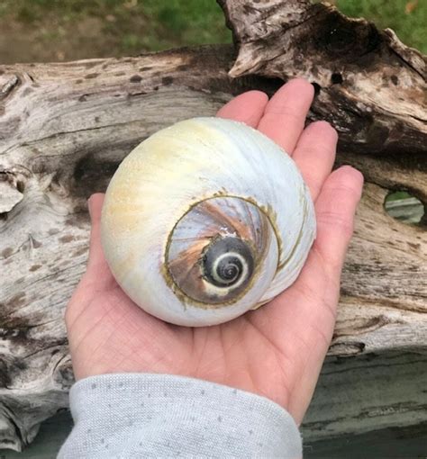 JUMBO Northern Moon Snail Shell Mega Moon Shell Air Plant - Etsy