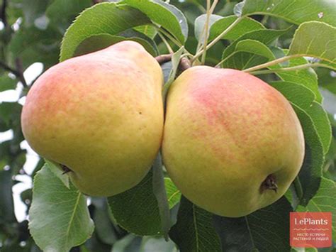 Груша 'Лада' — описание сорта, характеристики | на LePlants.ru