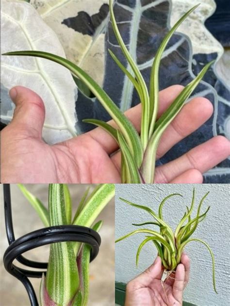 Тилландсия "Голова Медузы" Вариегатная (Tillandsia "Caput Medusae ...
