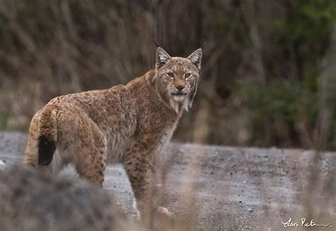 The Eurasian lynx is the largest species of lynx and hunt prey as large ...