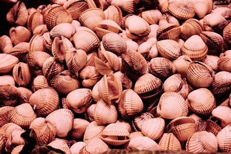 shellfish - Photo #4475 - motosha | Free Stock Photos