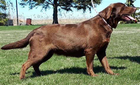 Lucky Labs - Adult Labrador Retriever, Breeder