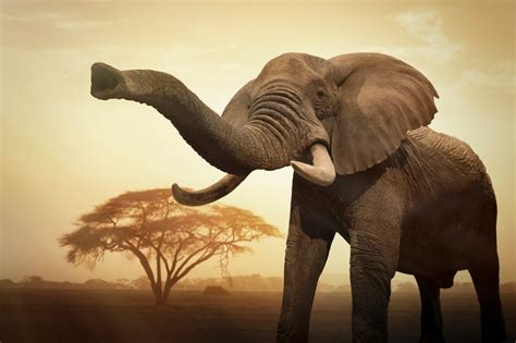 Elephant Fun Facts - World Elephant Day