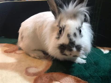 Lionhead rabbit For Sale in Raeford, NC (1) | Petzlover