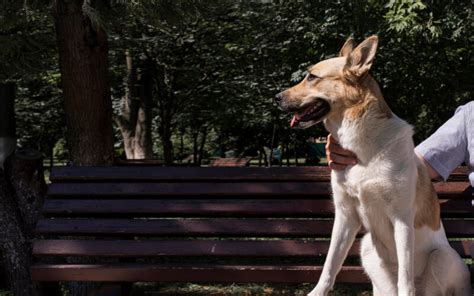 Собянин стал хозяином бездомного пса - Dogtricks.ru
