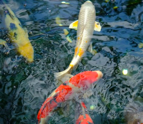 jenis ikan koi beserta harga   merawatnya blog ruparupa