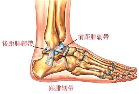 100種常見傷患痛症 – 下肢 - CORES 健衡物理治療及專項訓練中心