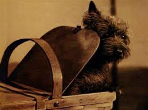 Toto Basket Wizard of Oz Memes - Imgflip