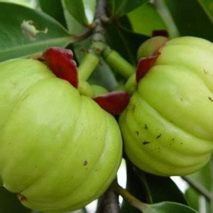 capsules garcinia cambogia dried herb herbal powder etsy