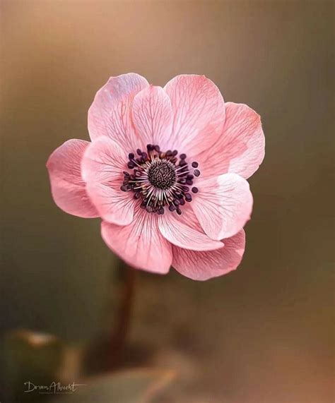 Pin de Claire GUÉRIN em Fleurs | Imagens de flores lindas, Plantae ...